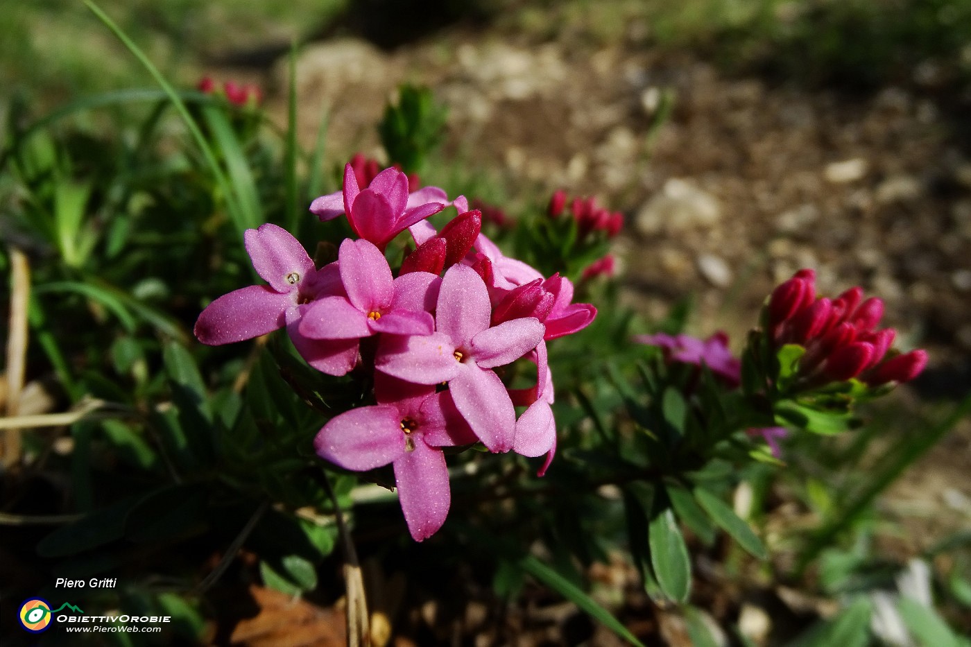 43  Daphne cneorum (Dafne odorosa) profumatissima !.JPG -                                